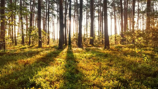 Sunrise in the forest timelapse, stock video 4k. Sunbeams shine through the trees in the autumn forest