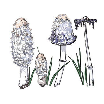 shaggy inkcap vector illustration hand drawing style 