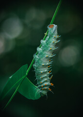 Naklejka premium Chenille atlas