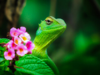 green lizard with flower
