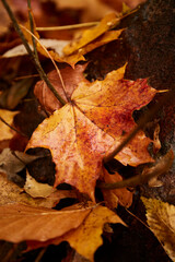 wet autumn leaves. Colorful Autumn Leaves on Ground