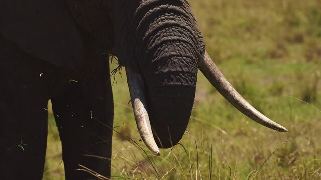 Slow Motion Shot of Close shot of Elephant turnk feeding on tall grass in lush savanna landscape, African Wildlife in Maasai Mara National Reserve, Kenya, Africa Safari Animals in Masai Mara
