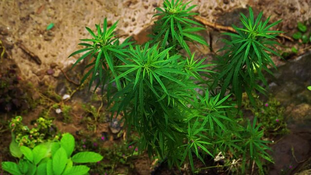 small marijuana plant in Thailand became the first Asian nation to legalise cannabis