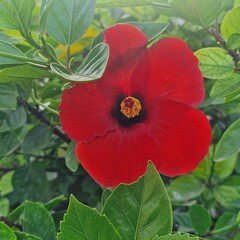 red hibiscus flower