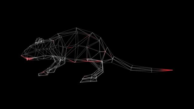 3D Rat scan on black bg. Scientific research concept. Laboratory tests. Laboratory mouse. For title, text, presentation. 3d animation .