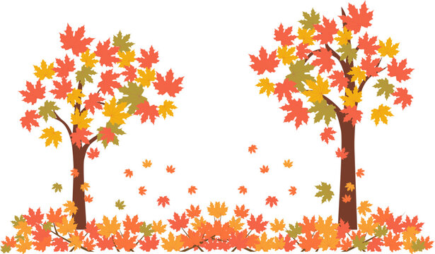 Beautiful maple trees with falling turned red leaves for autumn season design concept.