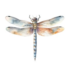 dragonfly isolated on white background Watercolor illustration - obrazy, fototapety, plakaty