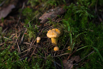 Collected edible mushrooms in a wicker basket. A basket of mushrooms stands in the forest on a green fluffy moss