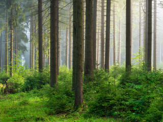 Natural Forest of Spruce Trees with Fog - 635829575