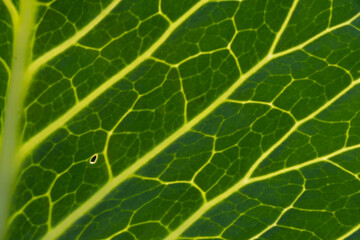 Close-up of the background. A green cabbage leaf illuminated with streaks illuminated from the inside.