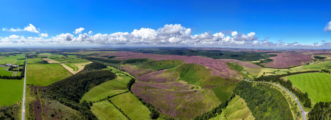 North  York Moors Heather Panoramic,The North York Moors is an upland area in north-eastern Yorkshire, England. It contains one of the largest expanses of heather moorland in the United Kingdom.  - obrazy, fototapety, plakaty
