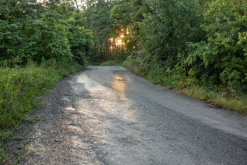 Fototapeta premium Asphalt curve road with a turn in the forest with bushes with green foliage on a summer evening