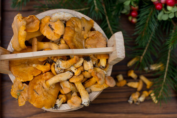 Collected edible orange chanterelle mushrooms in a tub. A wooden tub with mushrooms stands in the forest