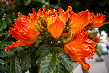 Spectacular flowers of the African tulip tree, Spathodea campanulata, very common in the Canary Islands, Santa Brígida, Gran Canaria, Spain