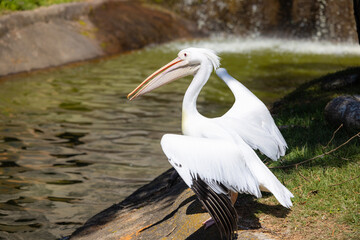 White Pelican in the park