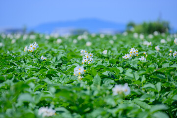 ジャガイモの花咲く函館