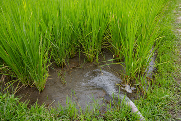 Transplant rice seedlings in Taiwan