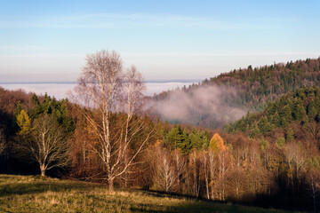 Jesienny krajobraz górski, mgła w Beskidzie Niskim, Polska. Na pierwszym planie brzoza, na dalszym las jodłowy.