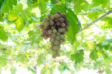 木に実っているぶどう