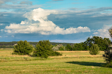 Cumulus rain clouds over a meadow with trees and a forest on a summer day with sunny weather