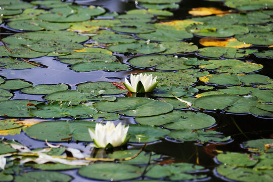 Seerose