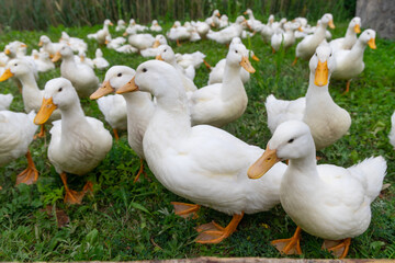 The geese on the farm in summer