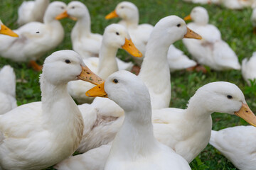The geese on the farm in summer