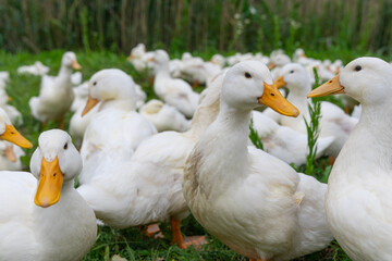 The geese on the farm in summer