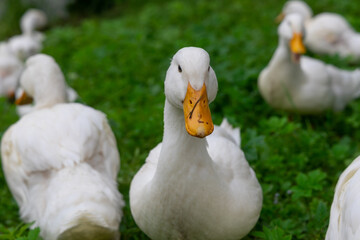 The geese on the farm in summer