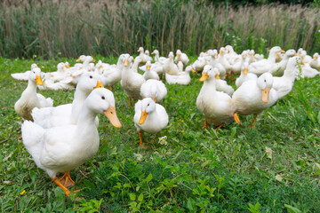 The geese on the farm in summer