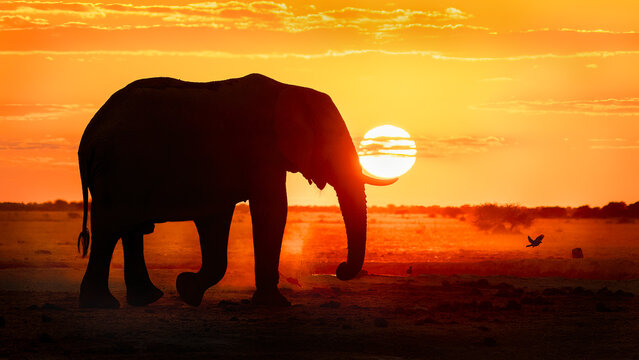 elephants at sunset