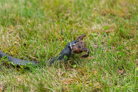 Close-up of a grass snake devouring a prey. animal. The foto was taken in Sweden