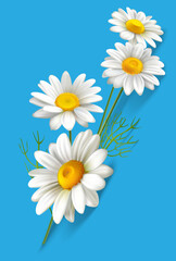 bouquet of beautiful daisies on a blue background