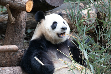 Obraz na płótnie Canvas Cute Fluffy giant panda in Chengdu Panda Base , China
