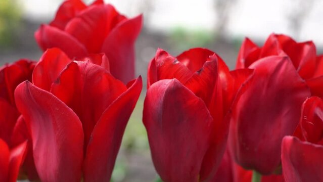 Red tulips bloom in spring. Blur bokeh. Tulip flower nature. Floral background. Botanical garden. Flowering buds. Blooming mood. Beautiful aesthetic petal plant. The swaying of the wind Sunny day mood