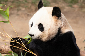 Fototapeta premium Close up Playful Male Panda, Ai Bao, Eating Bamboo, South Korea