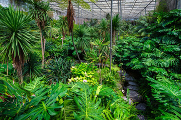 Interior view of the cold house Estufa Fria is a greenhouse with gardens, ponds, exotic plants and trees in Lisbon, Portugal