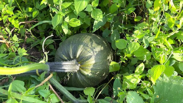 Big green pumpkin in the garden