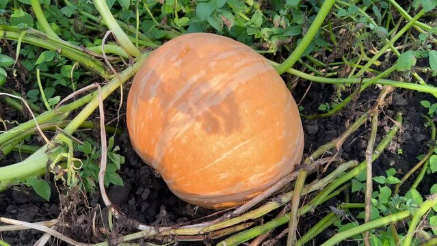 A large orange pumpkin in the garden