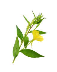 Oenothera twig with yellow flower (evening primrose, suncups or sundrops) isolated on white background