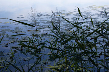 Horizontal photo of a common reed growing near a lake in the evening