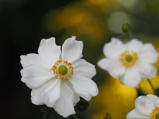 秋の花　シュウメイギク　白い花