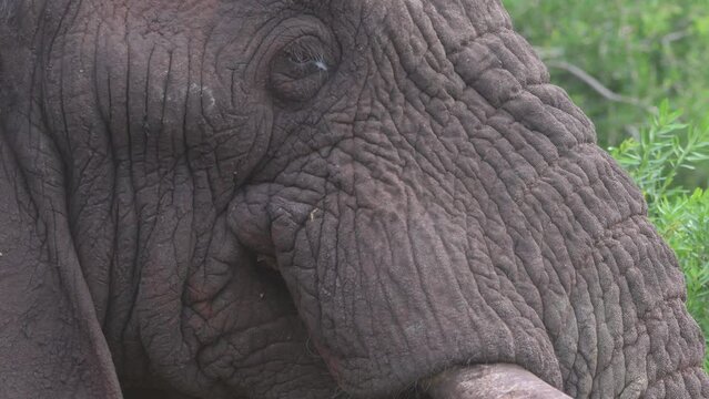 Elefante africano, de cerca, closeup