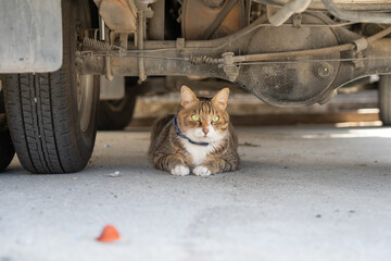 田舎の猫、車の下