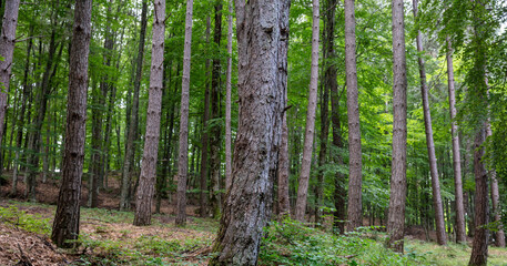 Beech tree brown trunk in soil of forest with lush foliage on green and dry grass background.