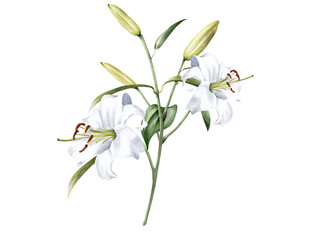 Oriental lily watercolor illustration