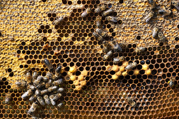 Bees working on the real honeycomb. The beekeeping and honey production concept