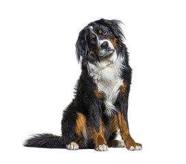 Sitting Bernese Mountain Dog panting, isolated on white