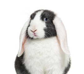 Portrait of a Black and white lop rabbit blue eyed, isolated