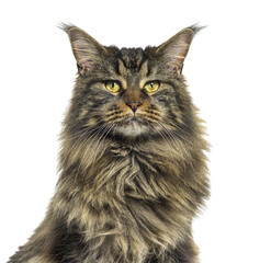 Close-up on Maine coon head, isolated on white